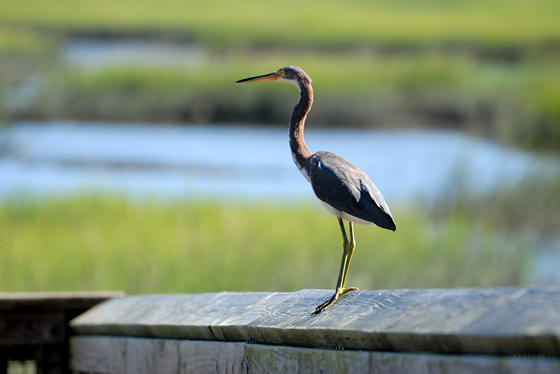 everglades